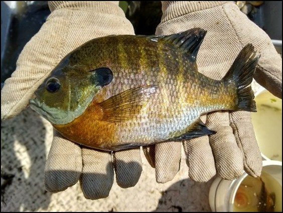 Releasing big sunfish helps protect against stunted population - Lake  Organization Administration