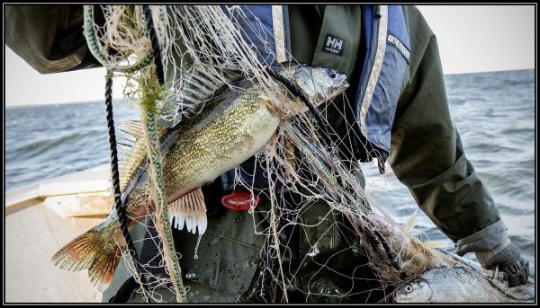 https://lakeadmin.org/wp-content/uploads/2020/07/Walleye-smaller-by-AIS.jpg