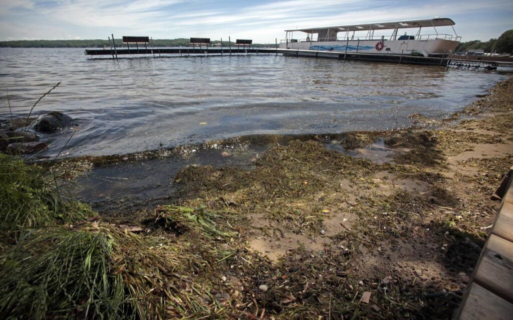 Some residents of Pelican Lake in Otter Tail County in Minnesota believe the presence of zebra mussels has contributed to more weeds washing up on beaches. David Samson / The Forum