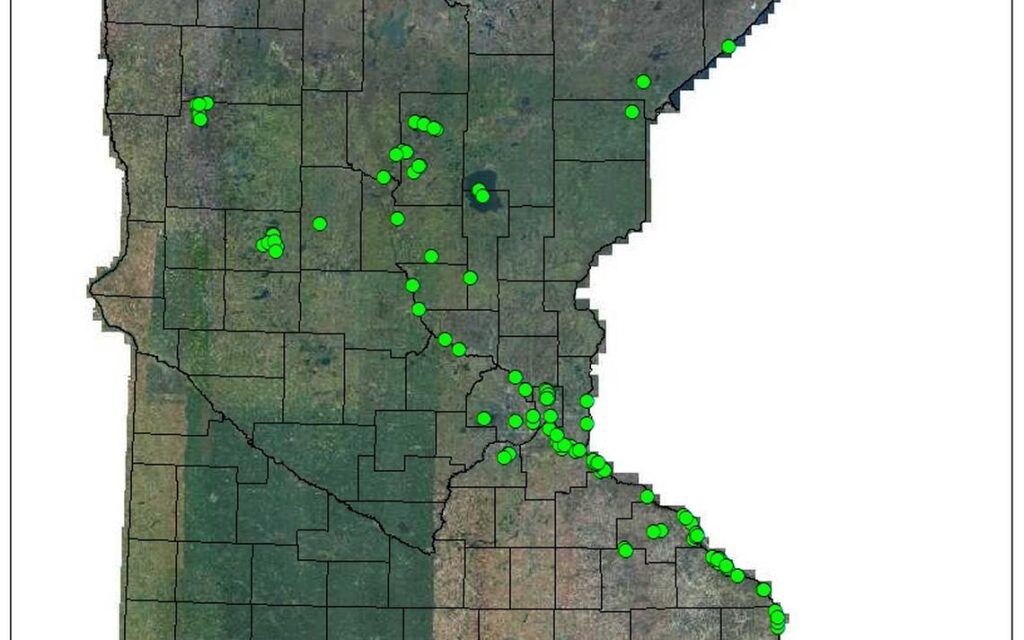 This map provided by the  Minnesota Department of Natural Resources gives an idea of the number of lakes infested with zebra mussels as of 2010. Special to The Forum.