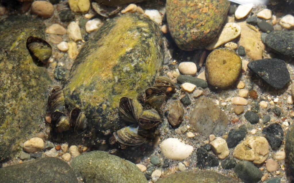 Zebra mussels have been slowly spreading to lakes in Minnesota, including Lake Maud in Becker County where this photo was taken. Department of Natural Resources officials say efforts to slow the spread of the invasive species have been successful, to some degree, as less than 4% of lakes in the state have been affected so far. David Samson / The Forum